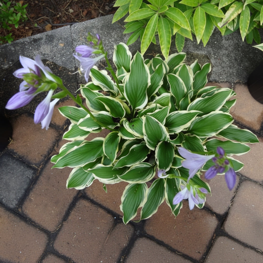 Lakeside Hoola Hoop Hosta Plants online shopping