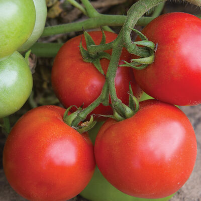 Galahad Organic Tomato Seeds online shopping