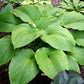 Green Acres Hosta Plants online shopping