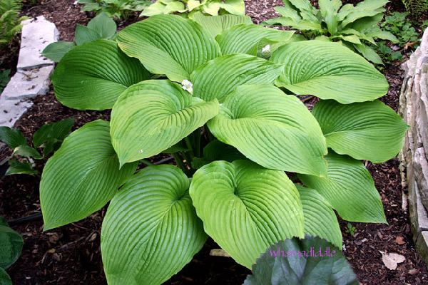 Green Acres Hosta Plants online shopping