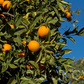 Salustiana Sweet Orange Budwood citrus plant material online shopping