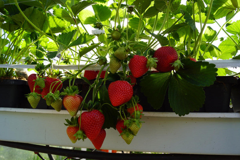 San Andreas Day Neutral Strawberry