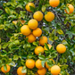 Carrizo Citrange Trifoliate Hybrid Budwood citrus plant material online shopping