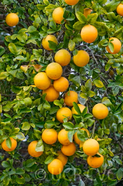 Carrizo Citrange Trifoliate Hybrid Budwood citrus plant material online shopping