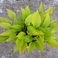 Holar Early Days Hosta Plants online shopping
