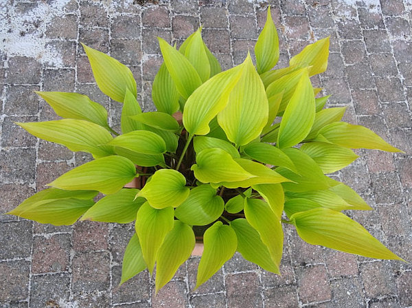 Holar Early Days Hosta Plants online shopping