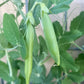 Sugar Daddy Snap Pea