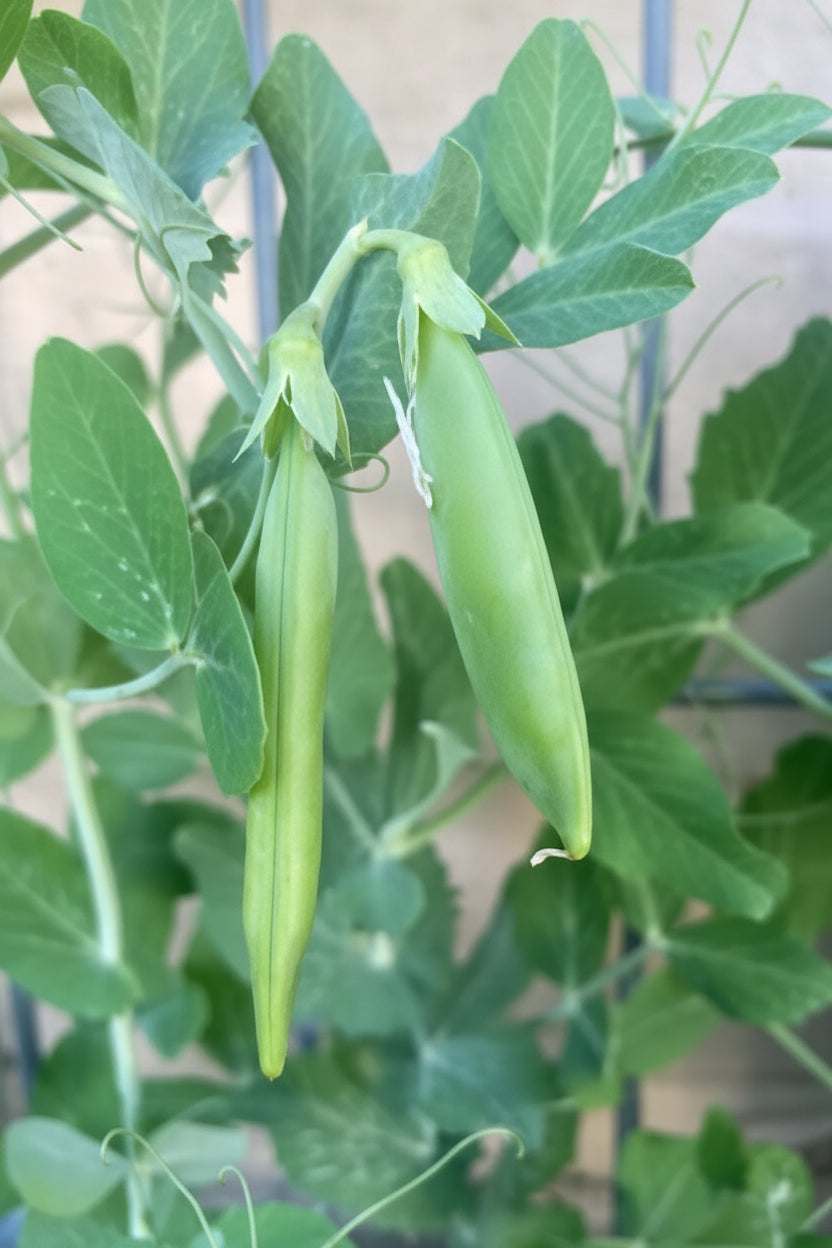 Sugar Daddy Snap Pea
