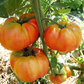 Old German Organic Tomato
