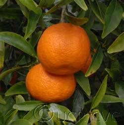 Caffin Clementine Budwood citrus plant material online shopping