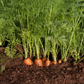 Scarlet Nantes Carrot