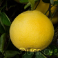 Banpeiyu Pummelo Budwood citrus plant material online shopping
