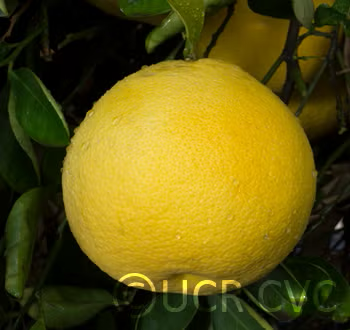 Banpeiyu Pummelo Budwood citrus plant material online shopping