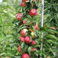 Scarlet Sentinel™ Columnar Apple