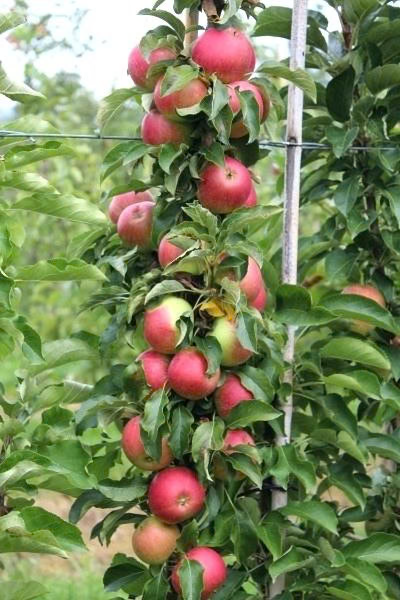 Scarlet Sentinel™ Columnar Apple