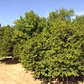 Chinotto Sour Orange Hybrid Budwood citrus plant material online shopping