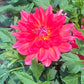 Cooper Blaine Dahlia Plants online shopping