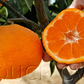 Kuno Wase Satsuma Mandarin Budwood citrus plant material online shopping