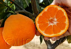 Kuno Wase Satsuma Mandarin Budwood citrus plant material online shopping