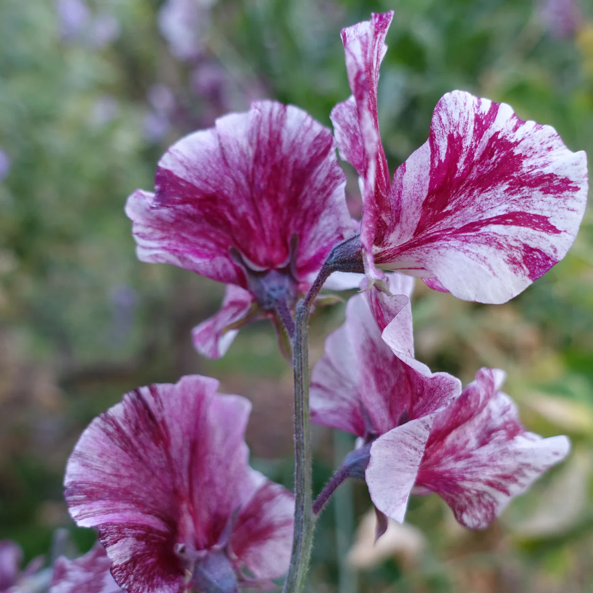 Chocolate Flake Sweet Pea seeds online shopping