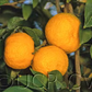Yuzu Ichandrin Papeda Hybrid Budwood citrus plant material online shopping