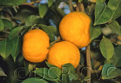 Yuzu Ichandrin Papeda Hybrid Budwood citrus plant material online shopping
