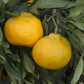 Xie Shan Satsuma Mandarin Budwood citrus plant material online shopping