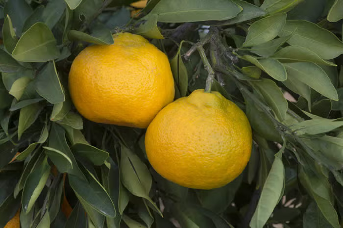 Xie Shan Satsuma Mandarin Budwood citrus plant material online shopping