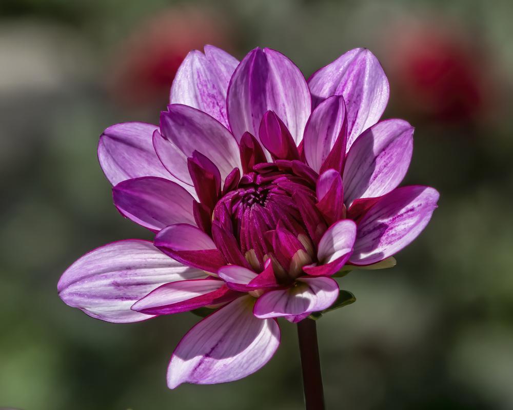 Lauren Michele Dahlia