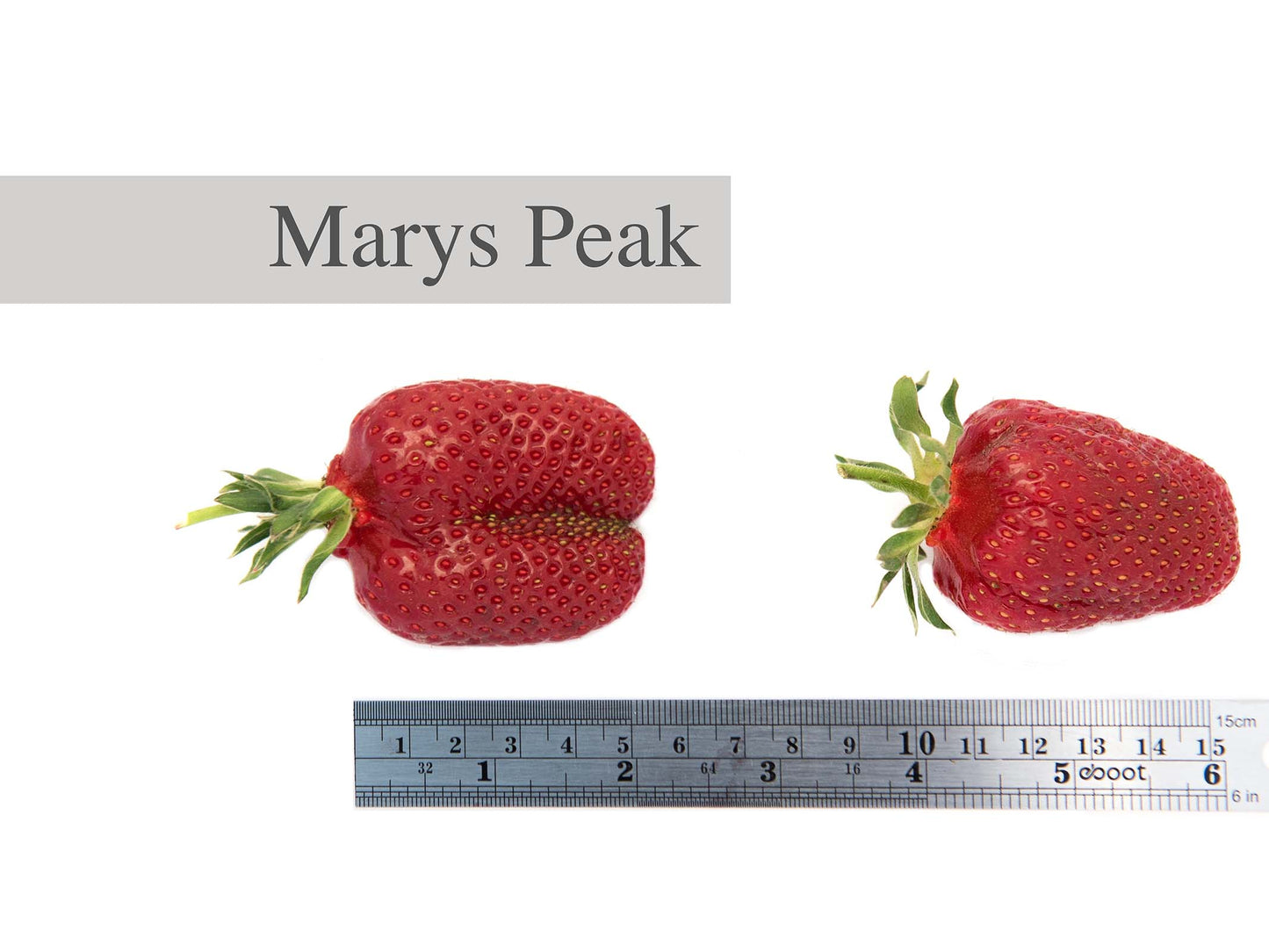 Marys Peak Short Day Strawberry