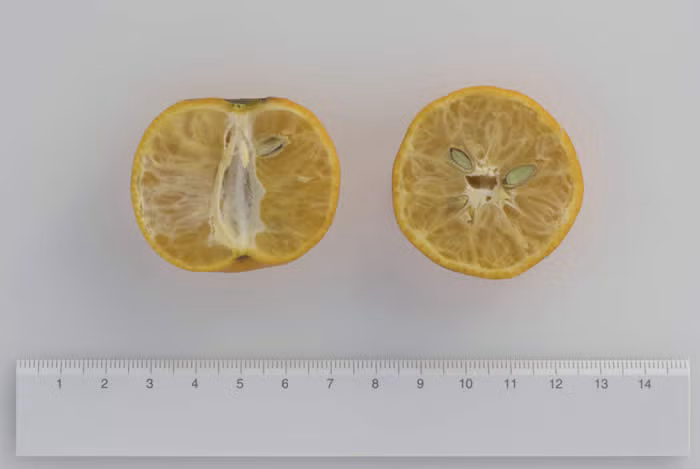 Chinotto Sour Orange Hybrid Budwood citrus plant material online shopping