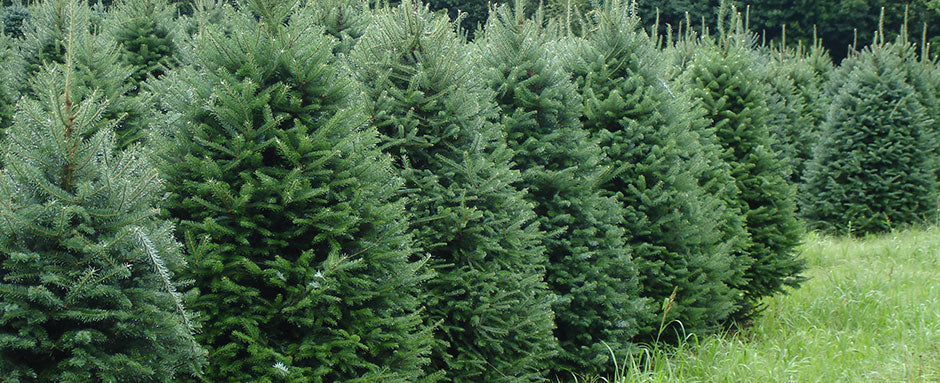 Abies Balsamea Balsam Fir