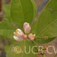 New Zealand Lemonade Hybrid Lemon Budwood citrus plant material online shopping