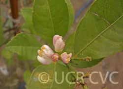 New Zealand Lemonade Hybrid Lemon Budwood citrus plant material online shopping