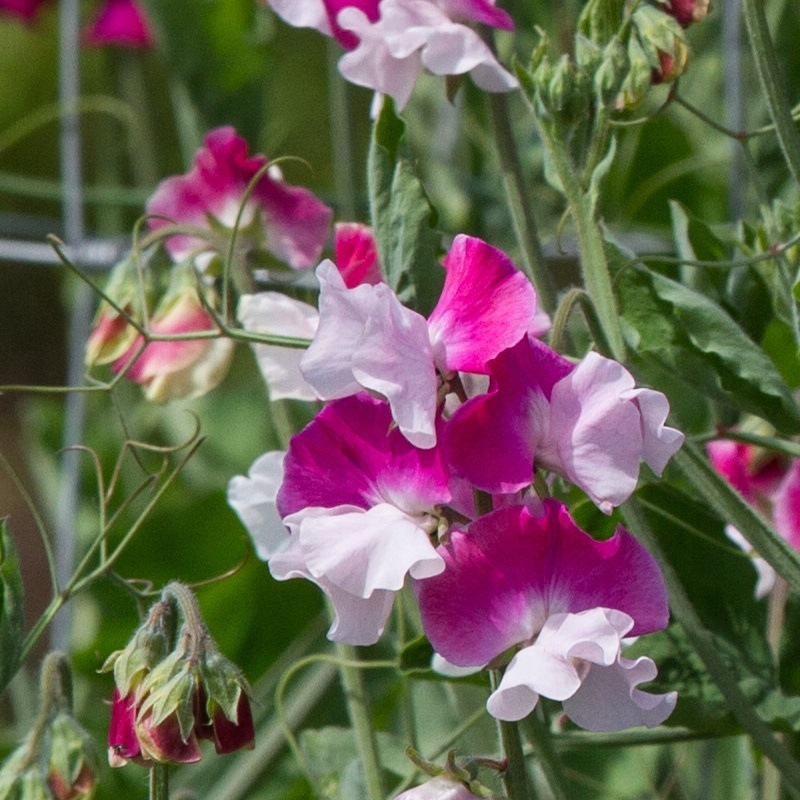 Route 66 Sweet Pea seeds online shopping