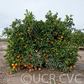 Navelina Navel Orange Budwood citrus plant material online shopping