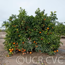 Navelina Navel Orange Budwood citrus plant material online shopping
