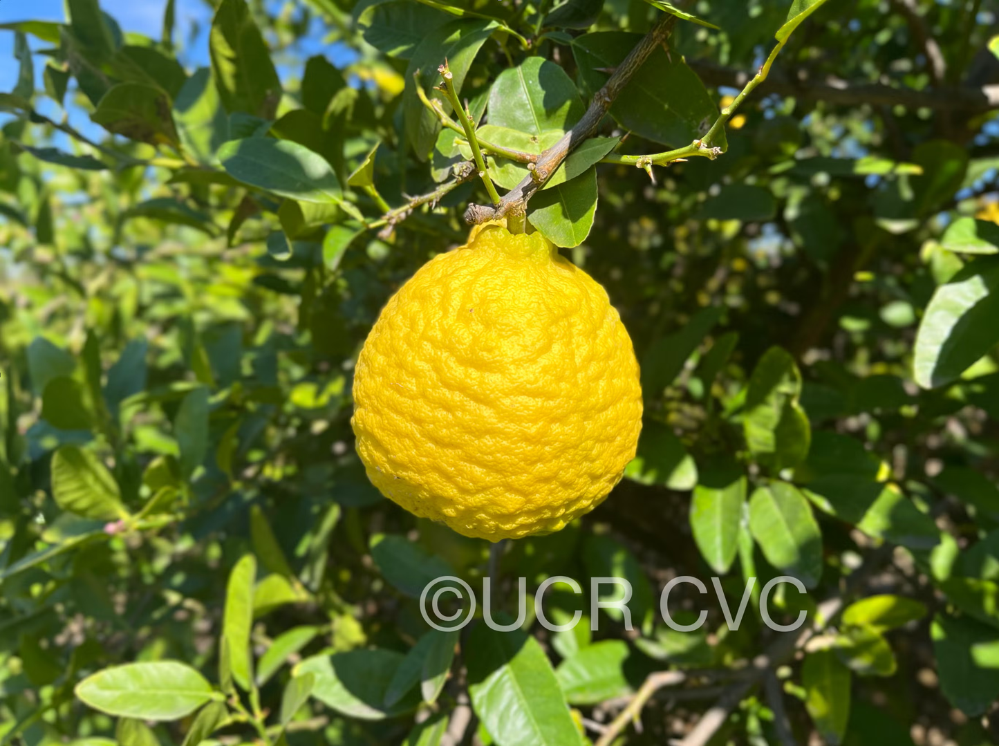 Citrus Macrophylla Rootstock Seedling citrus plant material online shopping