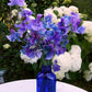 Blue Shift Sweet Pea seeds online shopping