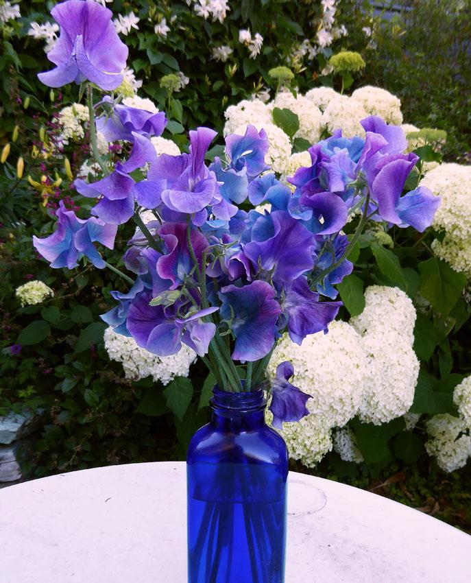 Blue Shift Sweet Pea seeds online shopping