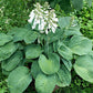 Clear Folk River Valley Hosta Plants online shopping