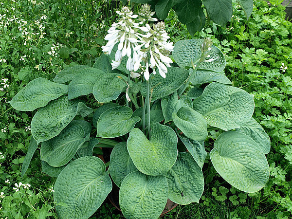 Clear Folk River Valley Hosta Plants online shopping