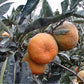 Nepolitana Satsuma Mandarin Budwood citrus plant material online shopping