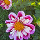 Bumble Rumble Dahlia Plants online shopping