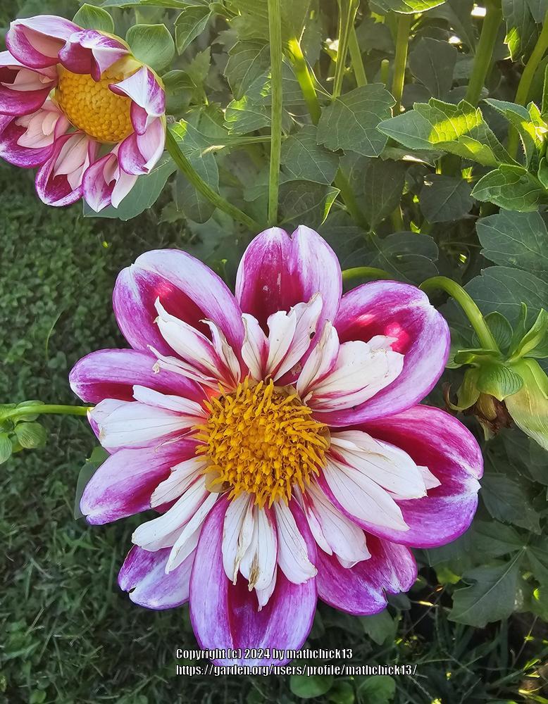 Bumble Rumble Dahlia Plants online shopping