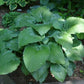 Queen Of The Seas Hosta Plants online shopping