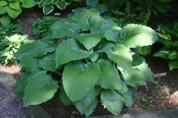 Queen Of The Seas Hosta Plants online shopping