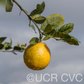 New Zealand Lemonade Hybrid Lemon Budwood citrus plant material online shopping