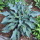Plum Creek Hosta Plants online shopping