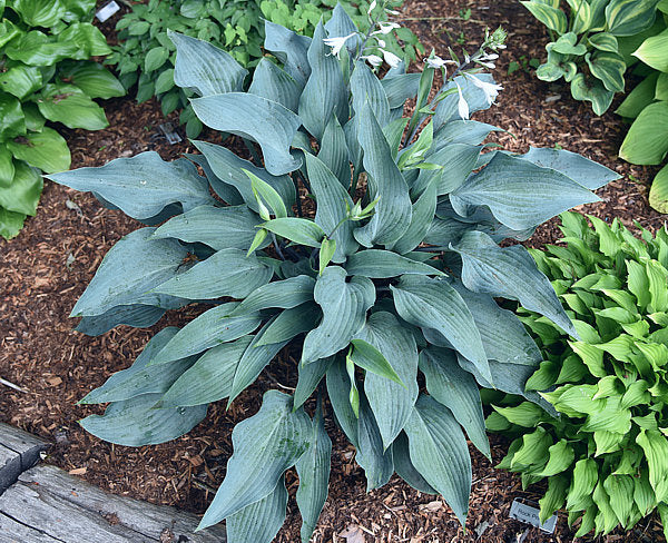 Plum Creek Hosta Plants online shopping
